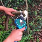 AKU Ruční výkonné nůžky + Náhradní baterie (2ks, 2Ah) – video