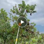 Prodlužovací tyč s košíkem na ovoce (2m) – video
