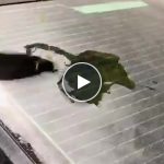 Profesionální čisticí houbička na autoskla – video