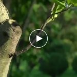 Nůžky na stříhání stromů – video